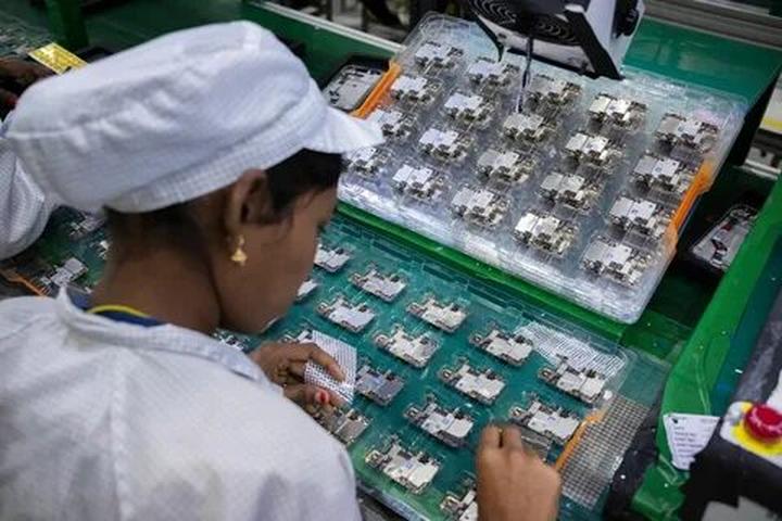 Bonobo: Nguồn Gốc Tiến Hóa Của Ngôn Ngữ Con Người?